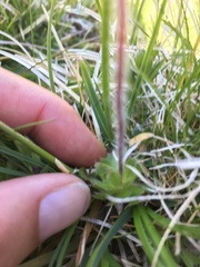 Androsace chamaejasme