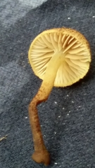 Phaeomarasmius