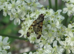 Otitini
