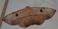 Hypopyra