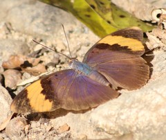 Euphaedra neophron