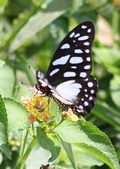 Graphium leonidas leonidas