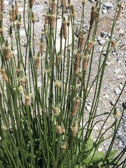 Angiospermae