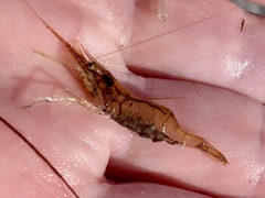 Palaemon paludosus