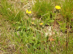 Pilosella lactucella