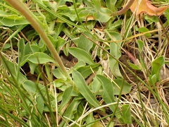 Pilosella lactucella