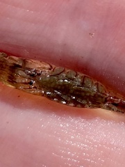 Palaemon paludosus