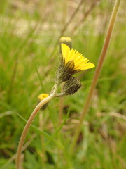 Pilosella lactucella
