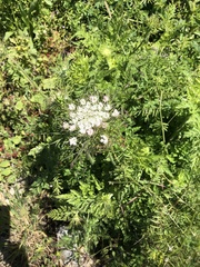 Daucus carota