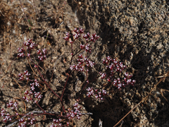 Chorizanthe leptotheca
