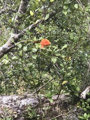 Metrosideros fulgens