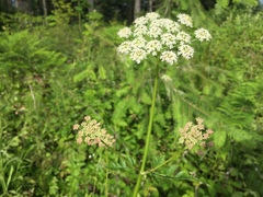 Ligusticum apiifolium