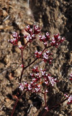 Chorizanthe leptotheca
