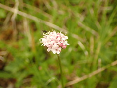 Valeriana dioica
