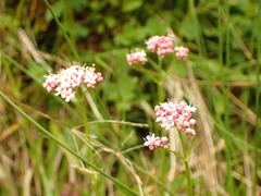 Valeriana dioica