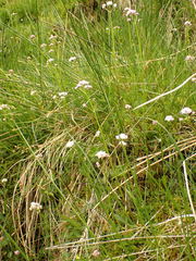 Valeriana dioica