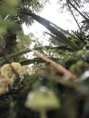 Mycena flavovirens
