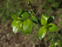 Salix phylicifolia
