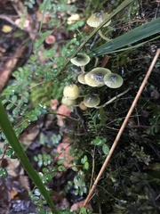 Mycena flavovirens