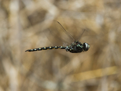 Gomphaeschna furcillata