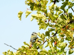 Cyanistes caeruleus