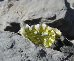 Euchloe simplonia