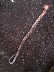 Nerodia sipedon williamengelsi