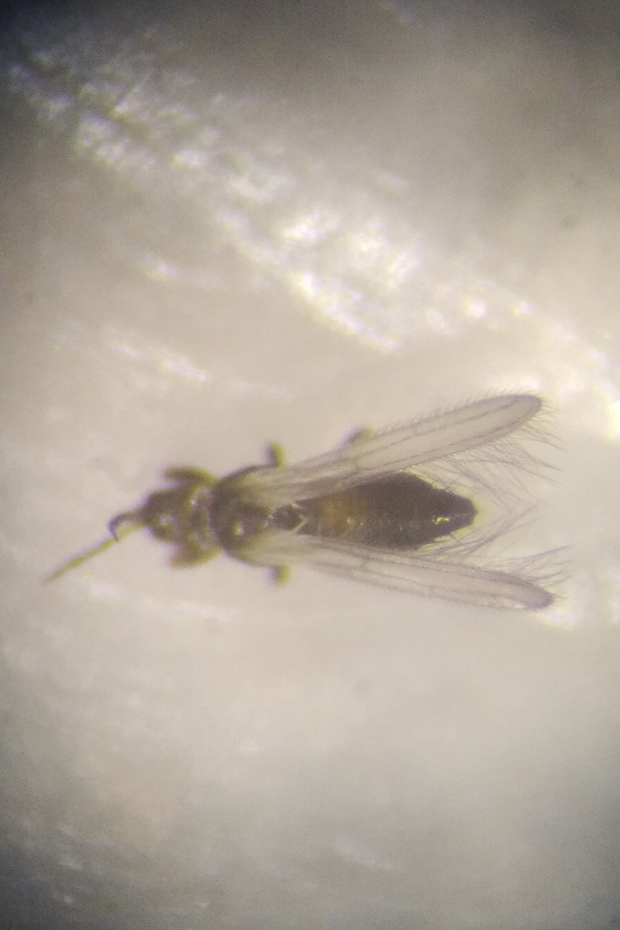 Melanthripidae