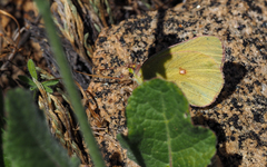 Colias harfordii