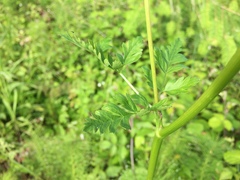 Ligusticum apiifolium