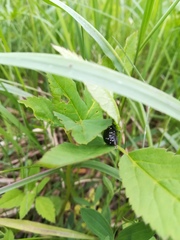 Otiorhynchus gemmatus