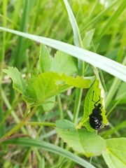 Otiorhynchus gemmatus