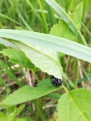 Otiorhynchus gemmatus