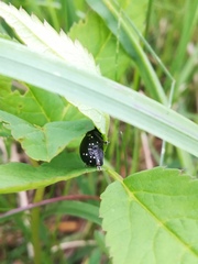 Otiorhynchus gemmatus