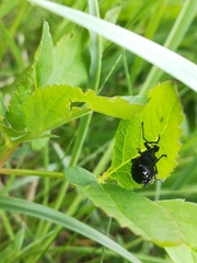 Otiorhynchus gemmatus