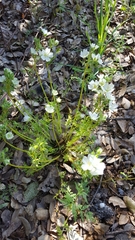 Limnanthes