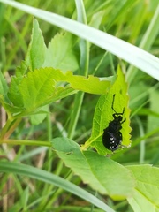 Otiorhynchus gemmatus