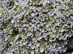 Cladonia humilis