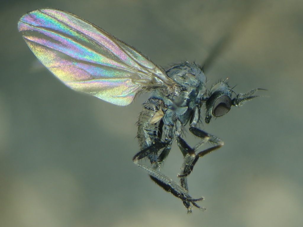 Microphor holosericeus