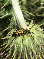 Typocerus octonotatus