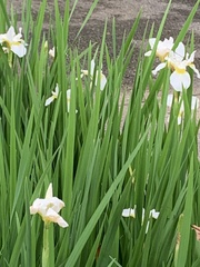 Irideae