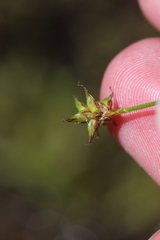 Stellulatae