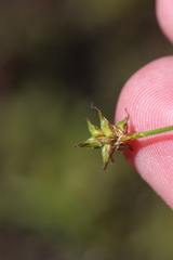 Stellulatae
