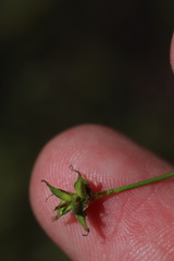 Stellulatae