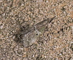 Alpheioides parvulalis