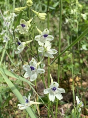 Delphinium leucophaeum