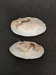 Pyganodon lacustris