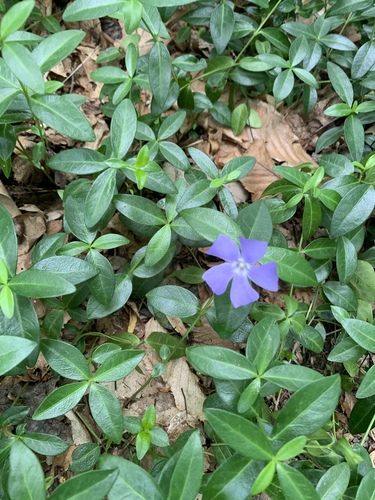 photo of Lesser Periwinkle (Vinca minor)