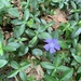 photo of Lesser Periwinkle (Vinca minor)