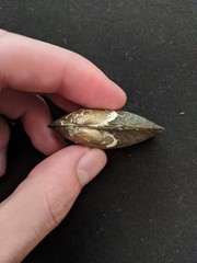 Pyganodon lacustris